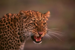Tracking Leopard